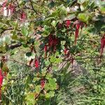 Ribes speciosum Fiore