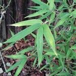 Phyllostachys aurea Folha