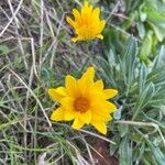 Gazania rigensFlor