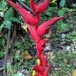 Heliconia pogonantha 花