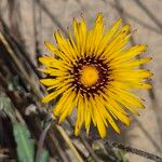 Reichardia gaditana Flower