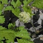 Actaea spicata Leaf