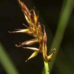 Carex pyrenaica Frutto