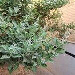 Vitex trifolia Habitus
