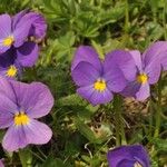 Viola calcarataŽiedas