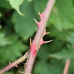 Rubus nemoralis 树皮