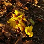 Cochlospermum tinctorium Habitus