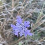 Scabiosa columbaria फूल