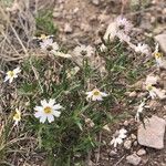 Melampodium leucanthum Virág