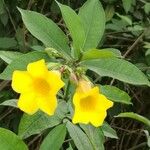 Allamanda schottii Kvet