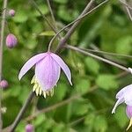 Thalictrum delavayi Кветка