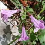 Clinopodium menthifolium Flower