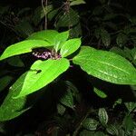 Miconia centrodesma Leaf