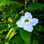 Thunbergia grandiflora Květ