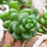 Sedum oreganum ഇല