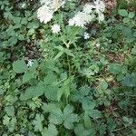 Astrantia major Συνήθη χαρακτηριστικά