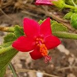 Hibiscus aponeurus Kvet