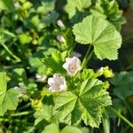 Malva pusilla Hoja