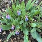 Mertensia ciliata Habitus