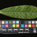 Rhododendron niveum Leaf