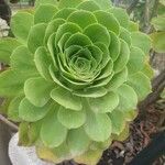 Aeonium balsamiferum 花