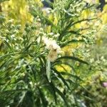 Erigeron sumatrensisFlower