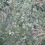 Parthenium hysterophorusBark