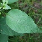 Solanum americanumLeaf