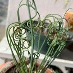 Albuca spiralis Folha