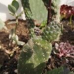 Consolea rubescens Hoja