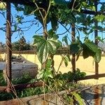 Dioscorea sansibarensis Hoja