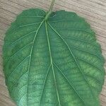 Alchornea cordifolia Leaf