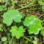 Alchemilla glabra Blad