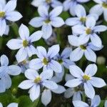 Lobelia pedunculata Flower
