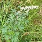 Artemisia vulgaris Bloem