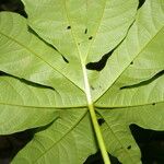 Distimake tuberosus Blatt