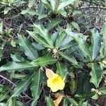 Allamanda schottii Λουλούδι