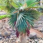 Coccothrinax borhidiana Hábito