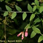 Vicia dumetorum Muu