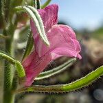 Misopates orontium 花