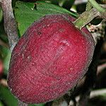 Guettarda baladensis Fruit