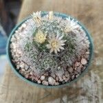 Mammillaria bocasana花