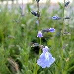 Salvia subincisa Кветка