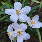 Choisya ternata Flower