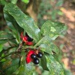 Ochna membranacea Blad