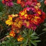 Erysimum × cheiri Floare