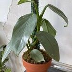 Philodendron hastatum Hoja