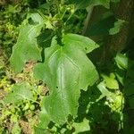 Solanum carolinense Feuille