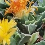 Faucaria bosscheana Lorea