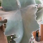 Kalanchoe beharensis Hoja